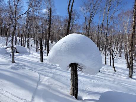 Snow reliability Hokkaido – Snow reliability Rusutsu
