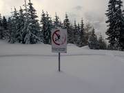 Skiing through the forest is forbidden.