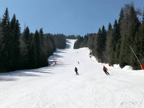 Slope offering Rhodope Mountains – Slope offering Pamporovo