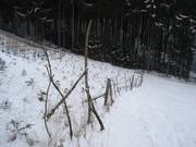 The reforestation area is protected by fences