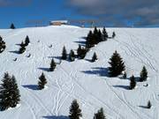 Powder snow slopes on the Plaut