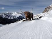 The bull on the Col Rodella always pleases the children