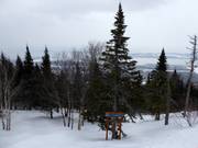 Wooded forest run in Mont-Sainte-Anne