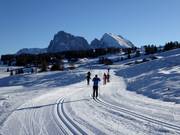 Cross-country trails on the Alpe di Siusi (Seiser Alm) with Sassolungo (Langkofel) and Sasso Piatto (Plattkofel) in the background