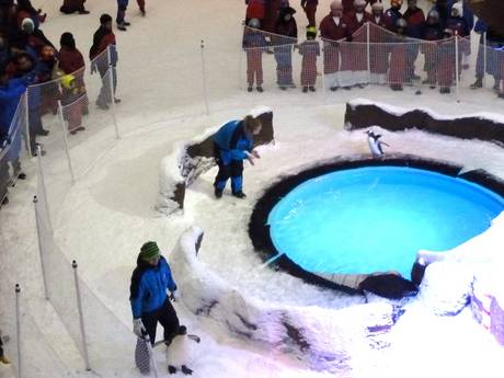 Snow penguins