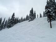 Wonderful powder slopes through open forests