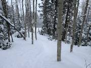 Tree skiing (descents through the forests)