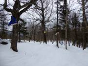 Child-friendly forest run