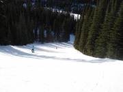 Forest run at the Jackrabbit Quad