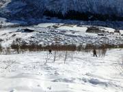 Tree runs through birch forests