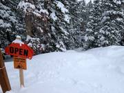 Tree skiing (descents through the forests)