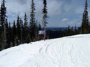 Five runs branch off from the Moonlight Run