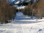 Forest run at Piz Aela