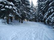 The forest run leads into the flatter section of the main slope.