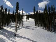 Typical forest run in Winter Park