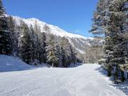 Langenstein Forest Run