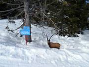 Funny figures on the Wildtierpiste to Fiorentini