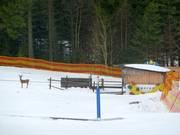 Babylift Geissleinpark I - Rope tow/baby lift with low rope tow