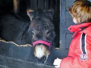 Donkeys at the mountain restaurant La Valette