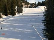 Snow-covered forest runs
