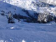 Tree runs down into the "Bärenloch"