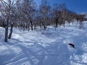 Powder snow paradise in Niseko