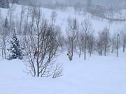 Tree skiing (descents through the forests)