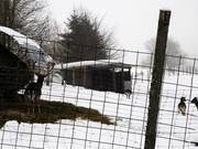 Wildlife enclosure behind the ski hut