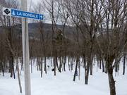 Cleared forest run La Boréale