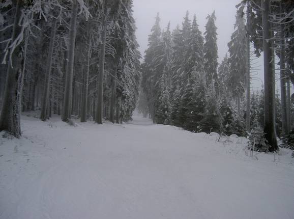 Forest run at Wurmberg