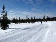 Cross-country trails in Trysil