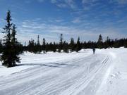 Cross-country ski trails in Trysil