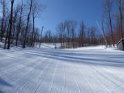 Dreamlike descents through Canadian forests
