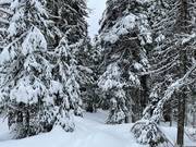 The SilverStar ski resort is supplied with plenty of natural snow.