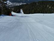 Everything perfectly groomed