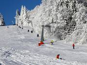 Almwiesenlift - T-bar