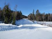 Easy slope Skogsnigeln
