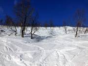 Tree runs through birch forests