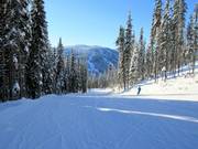 Easy slope Mt. Morrisey Connector