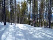 Children's slope in the forest