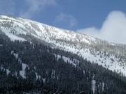 View of the forest runs at North Peak