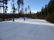 Easy and wide forest run