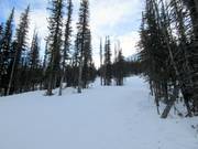 The Monster Glades in Nakiska