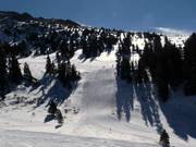 Columbine in the Montezuma Bowl