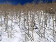 Tree skiing (descents through trees)