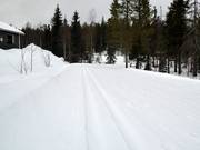 Cross-country trail at the Kirikeskus ski resort