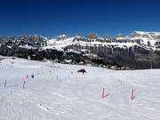 Easy slopes at the Schwammkopf and Tannenboden drag lifts