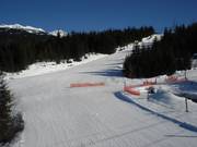 Ptarmigan at Whistler Mountain