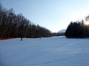 Wonderful forest run Prince