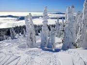 Fresh powder and snow-covered trees in Sun Peaks